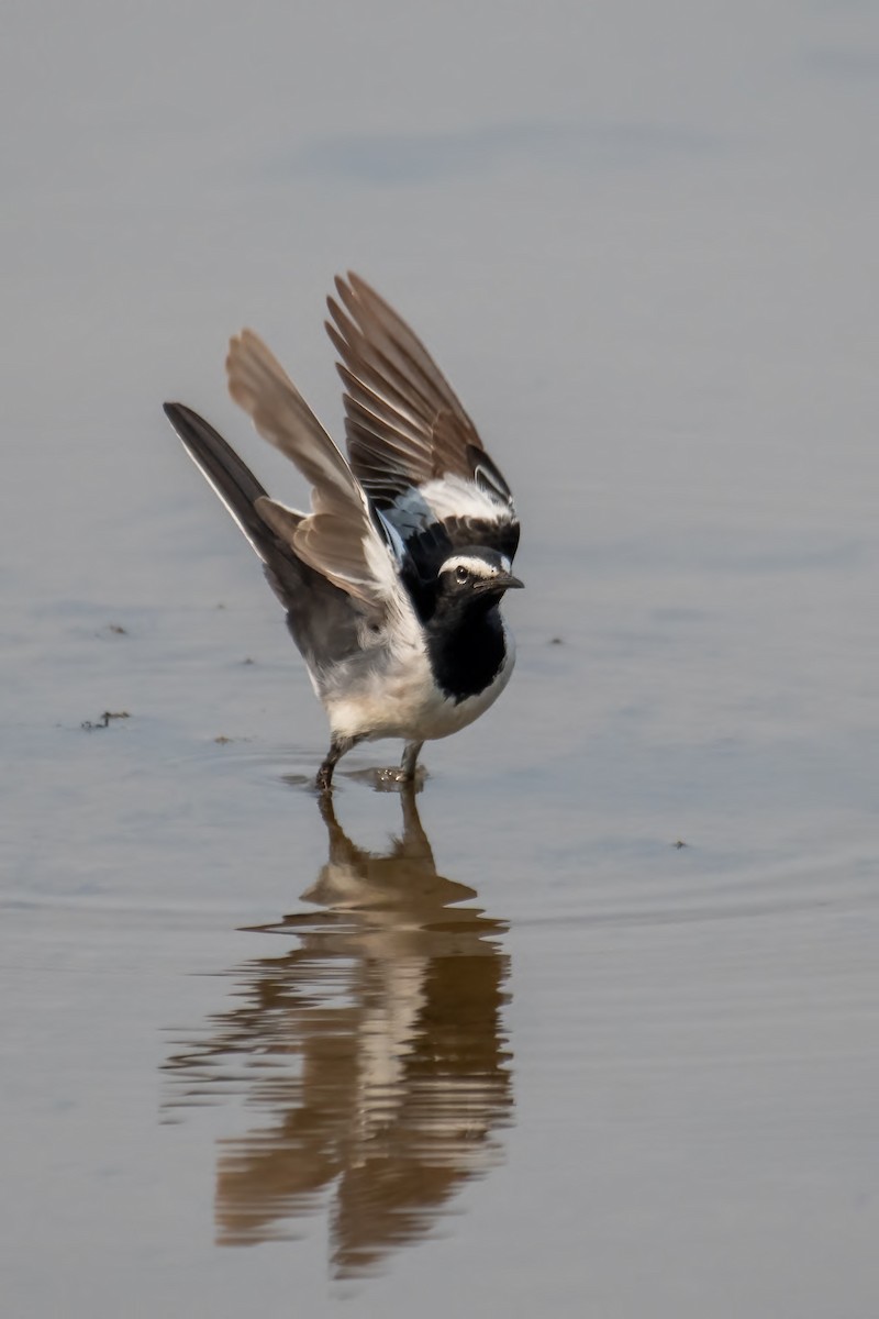 オオハクセキレイ - ML646387560