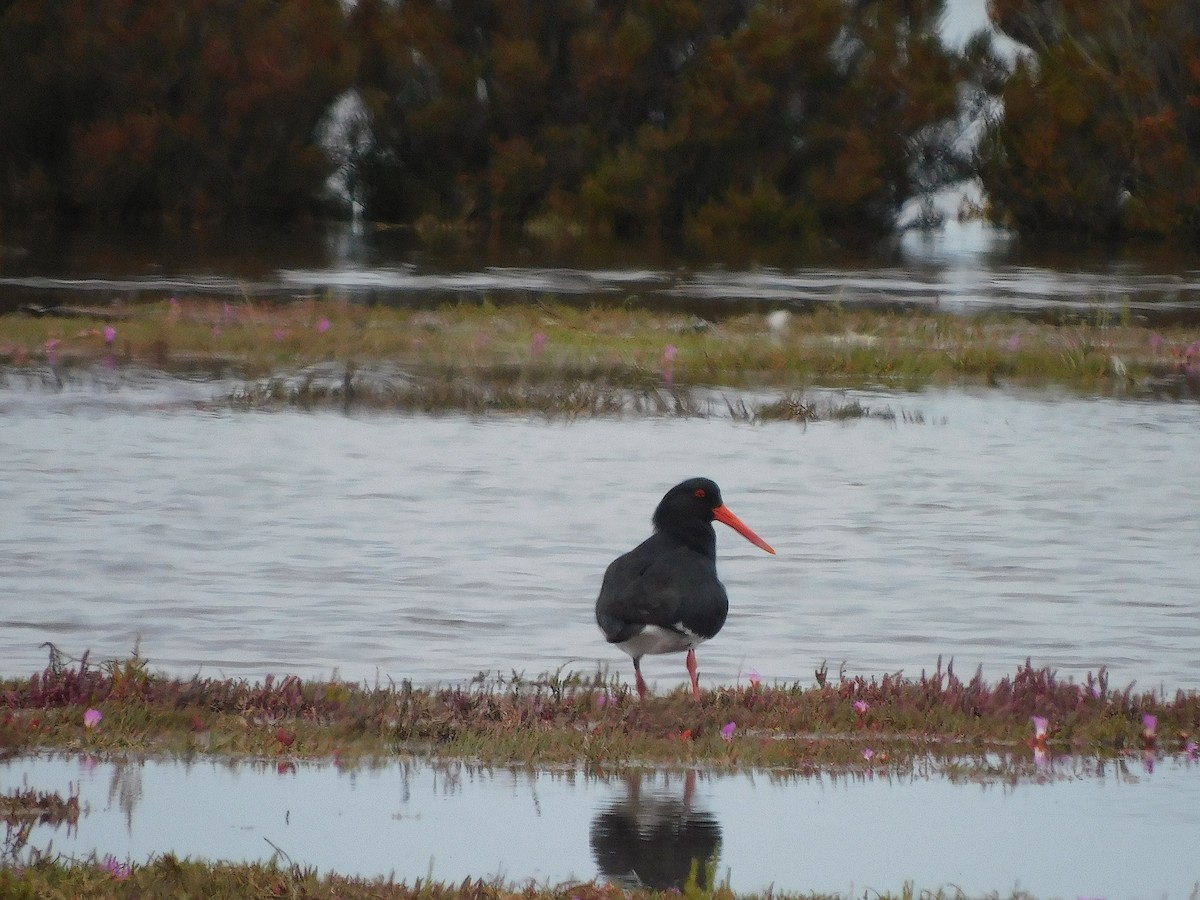 Pied Oystercatcher - ML646387561