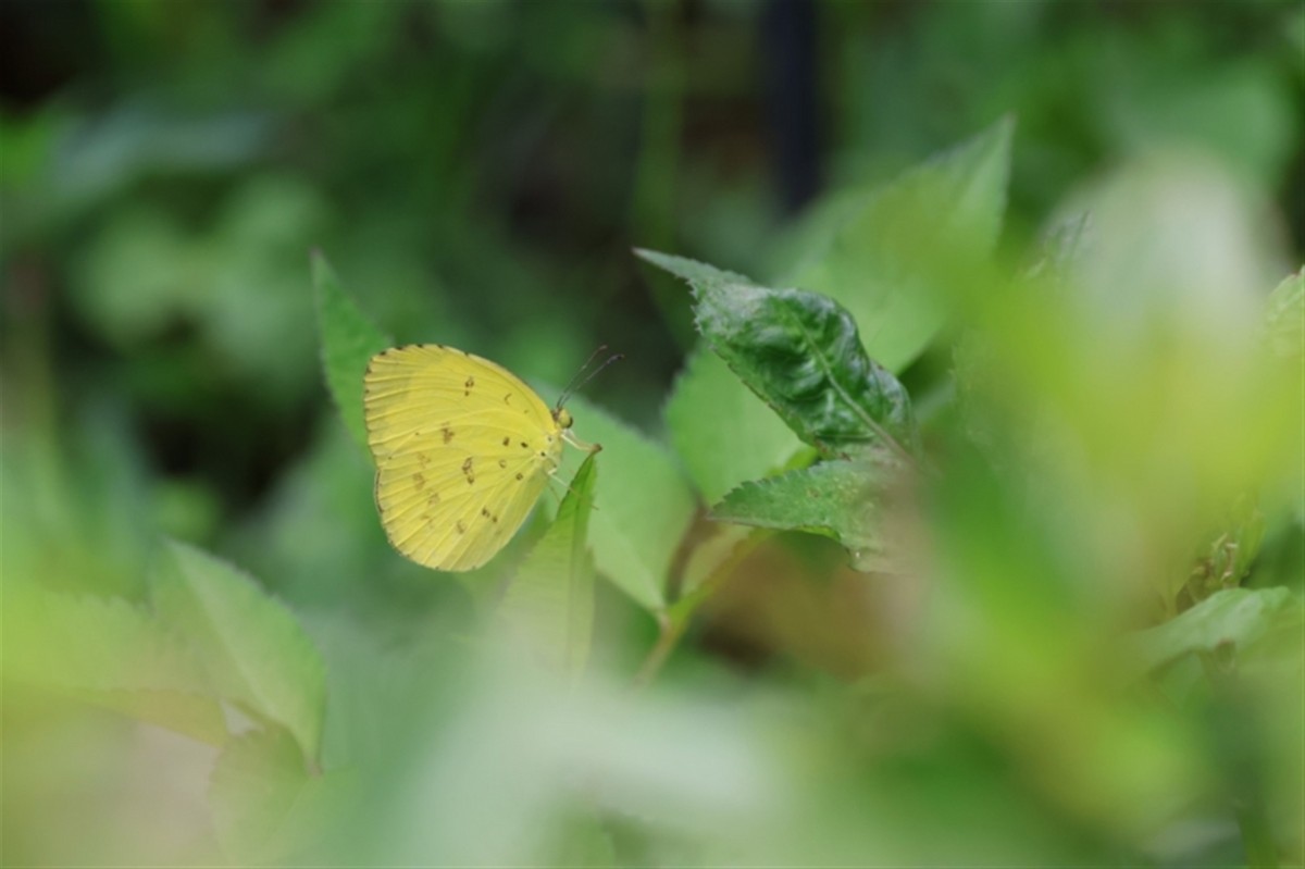 Scalloped Grass-yellow - ML646387562