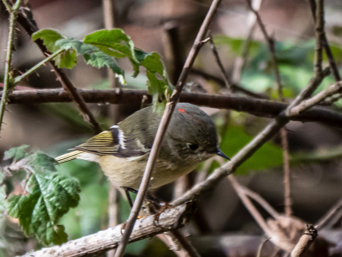 Ruby-crowned Kinglet - ML646387563