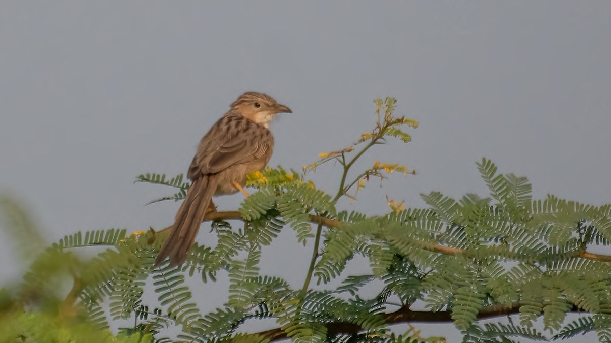 スジカブリヤブチメドリ - ML646387566