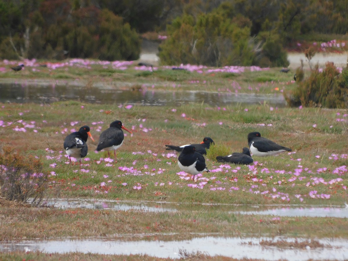 Pied Oystercatcher - ML646387567