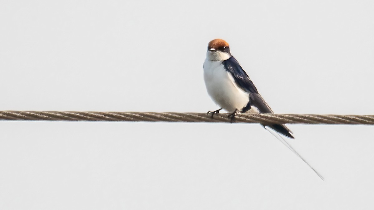 ハリオツバメ - ML646387573