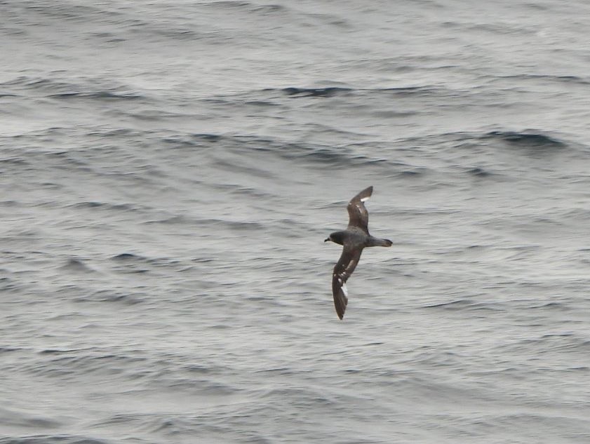 索氏圓尾鸌 - ML646387574