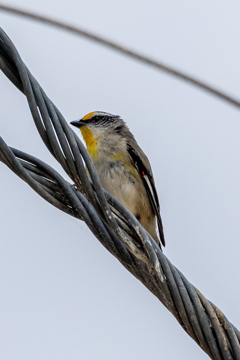 Striated Pardalote - ML646387575