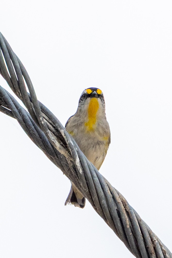 Striated Pardalote - ML646387576