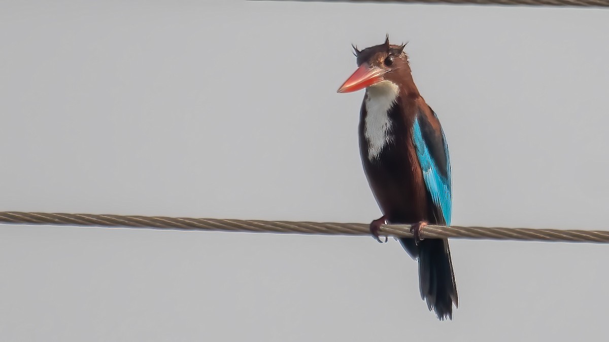 アオショウビン - ML646387578