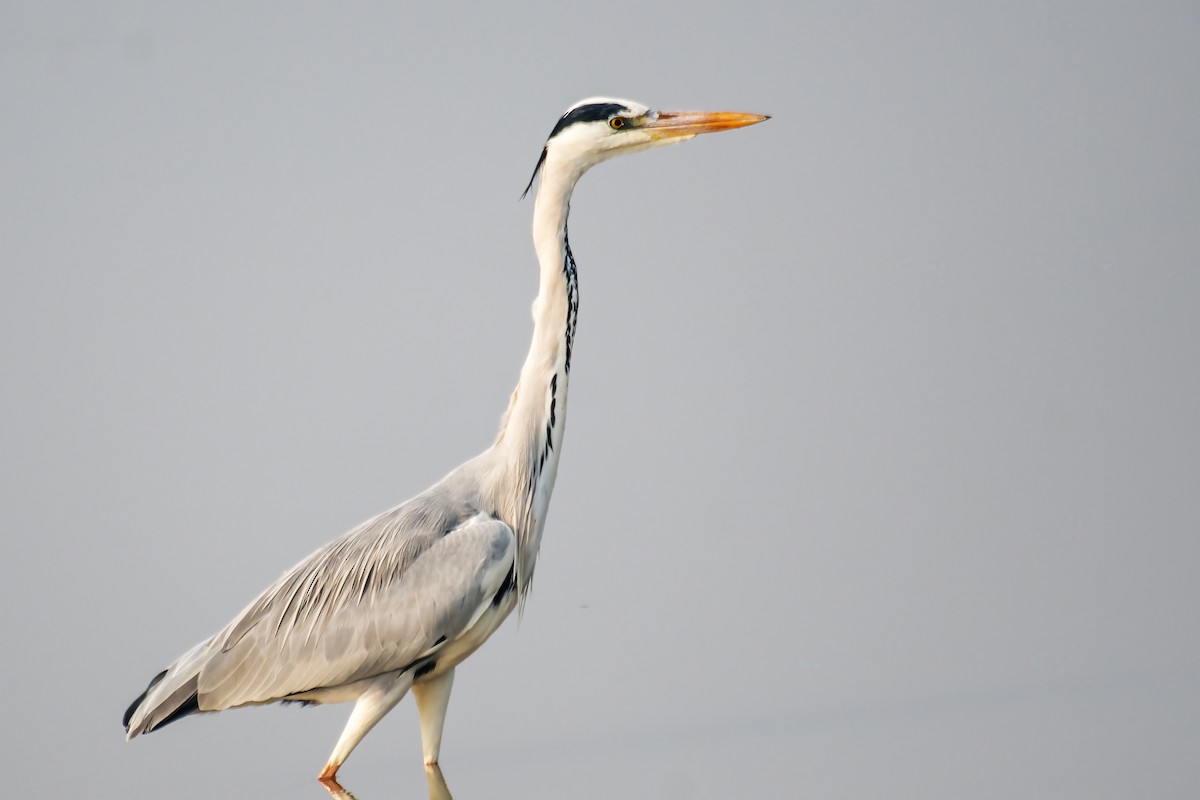 アオサギ - ML646387582