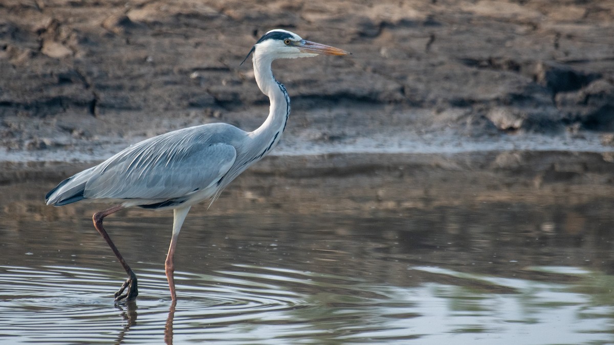 アオサギ - ML646387586