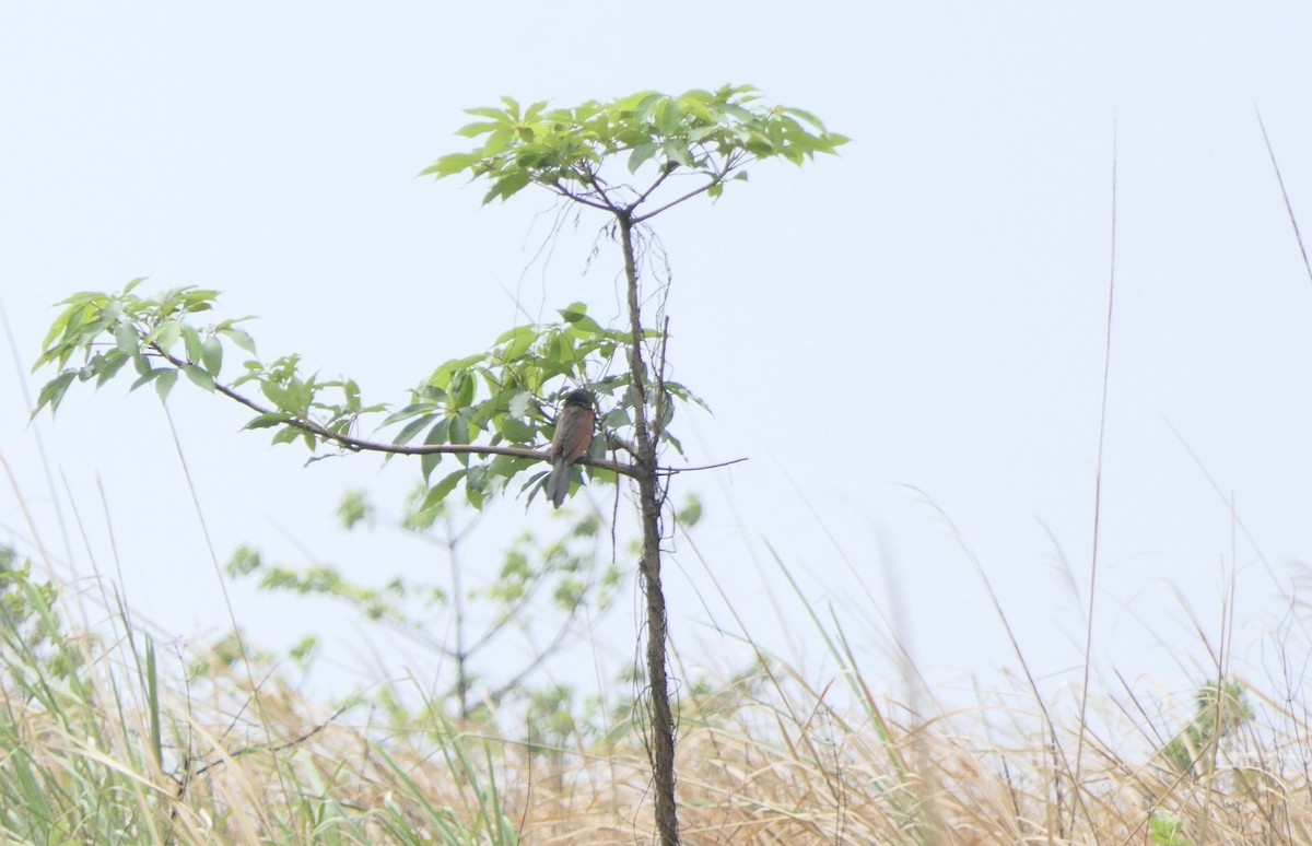 Lesser Coucal - ML646387590