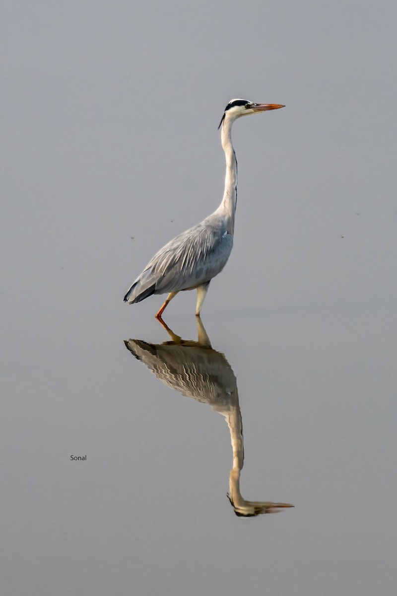 アオサギ - ML646387591