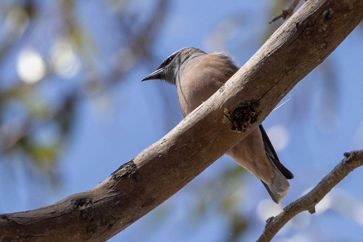 White-browed Woodswallow - ML646387593