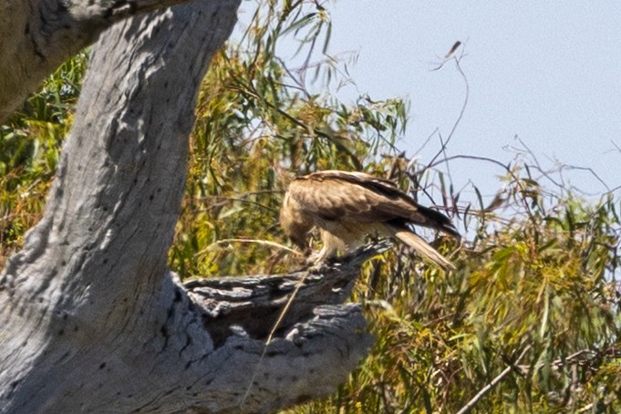 Whistling Kite - ML646387595
