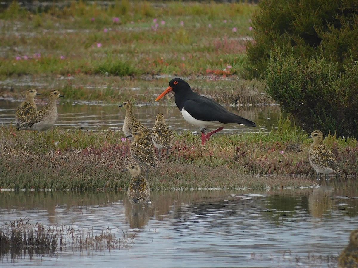 Pied Oystercatcher - ML646387596