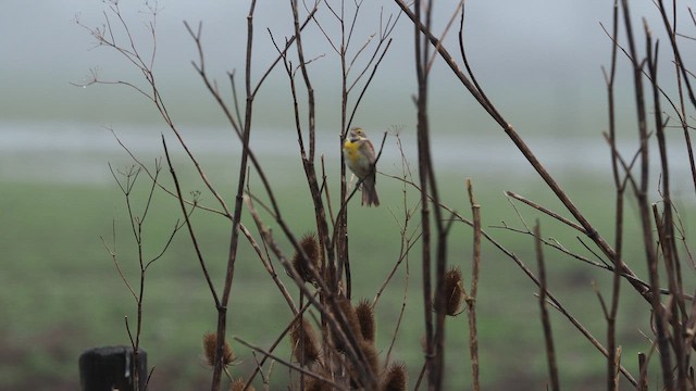 Dickcissel - ML646387600