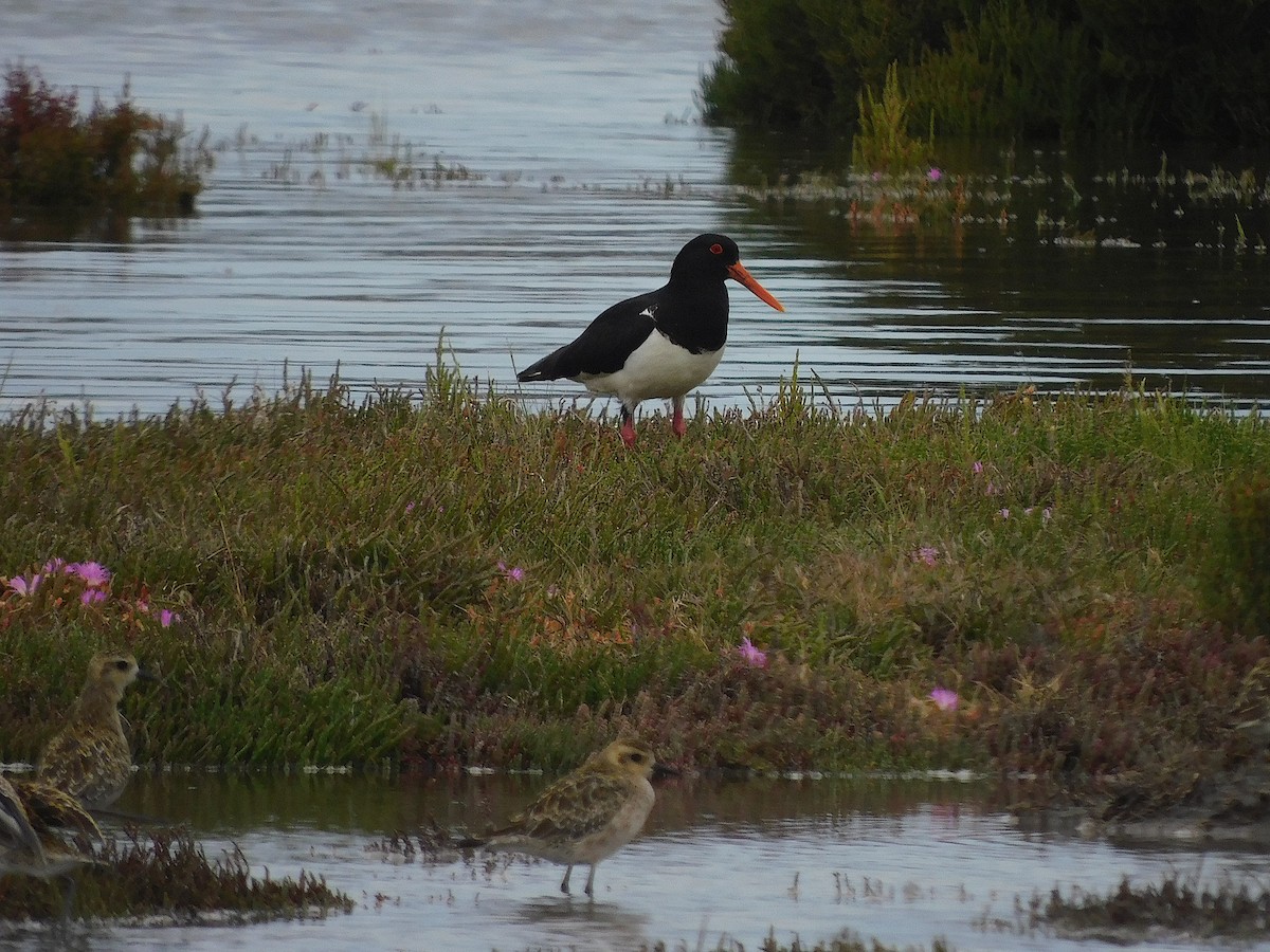 Pied Oystercatcher - ML646387620