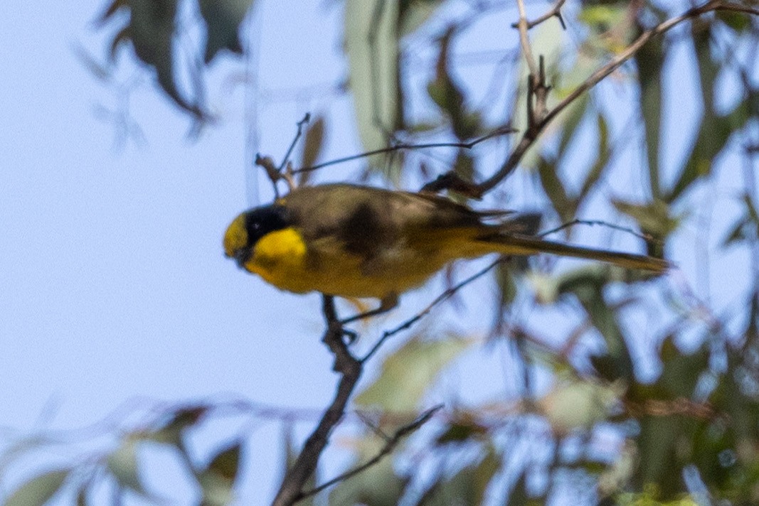Yellow-tufted Honeyeater - ML646387621