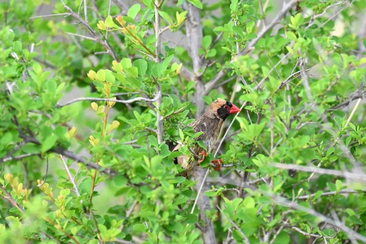 Red-billed Quelea - ML646387622