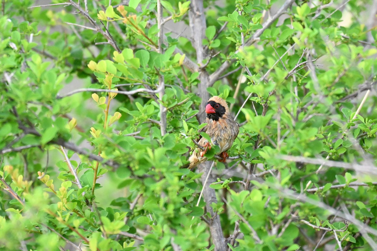 Red-billed Quelea - ML646387623