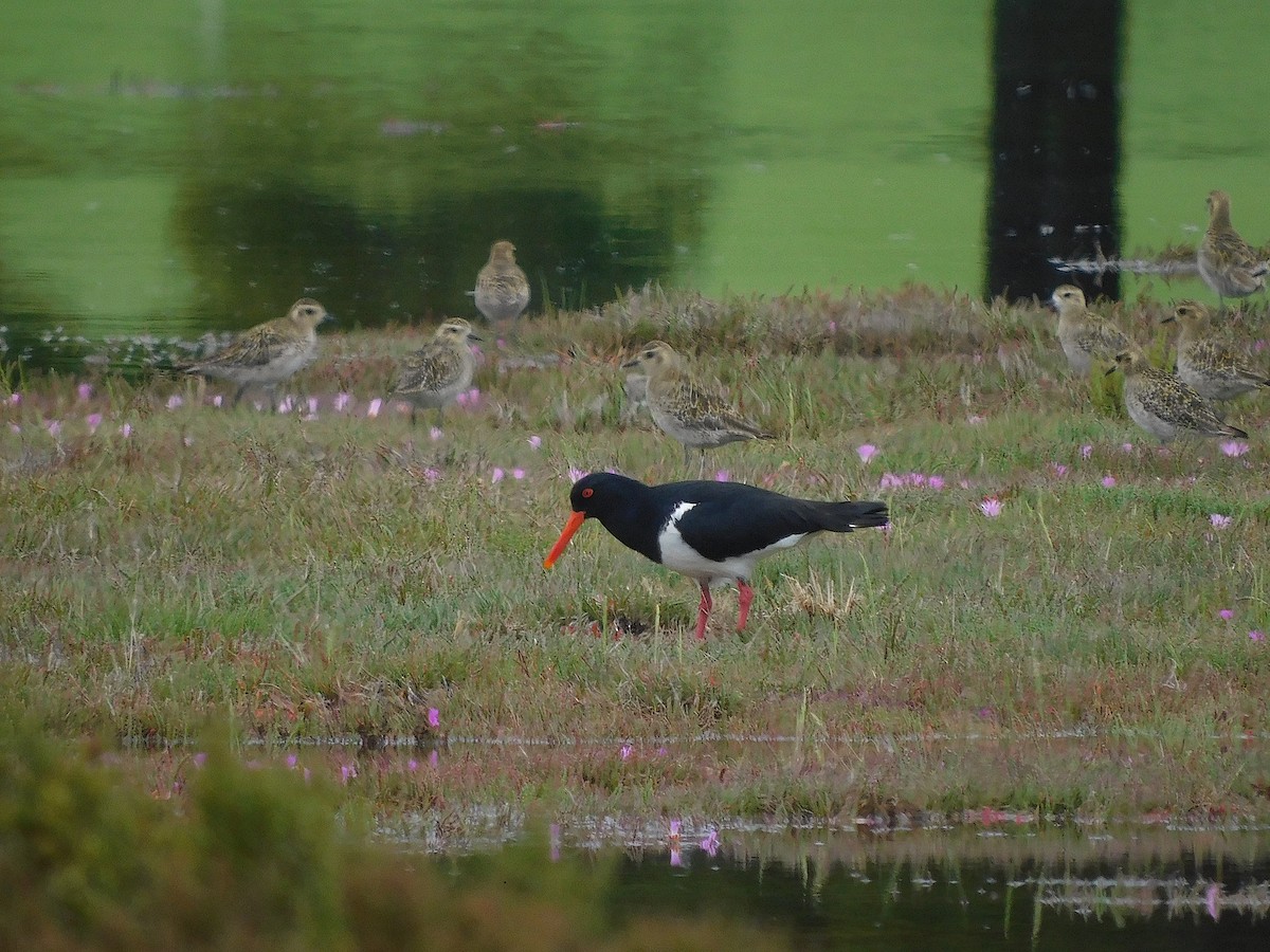 Pied Oystercatcher - ML646387624