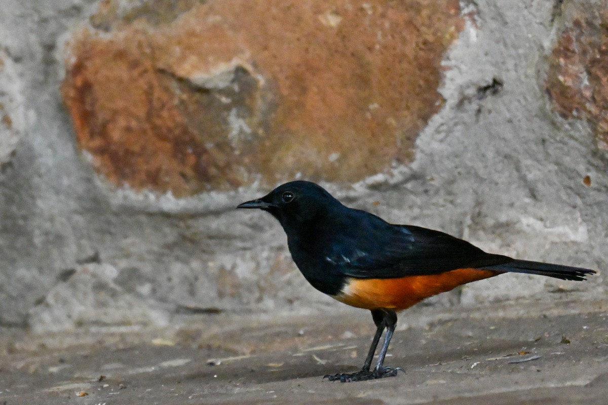 Mocking Cliff-Chat - ML646387625