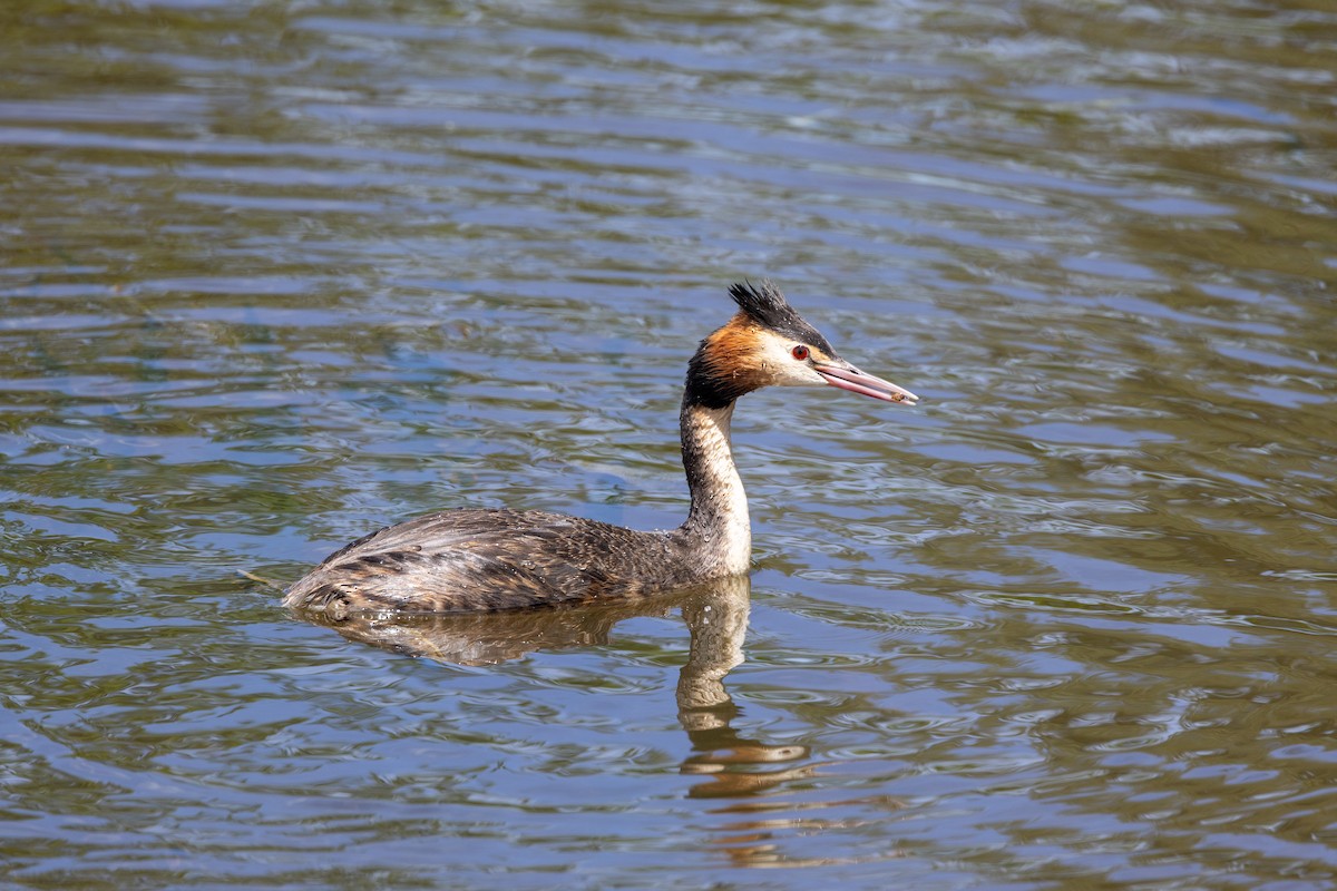 Great Crested Grebe - ML646387630