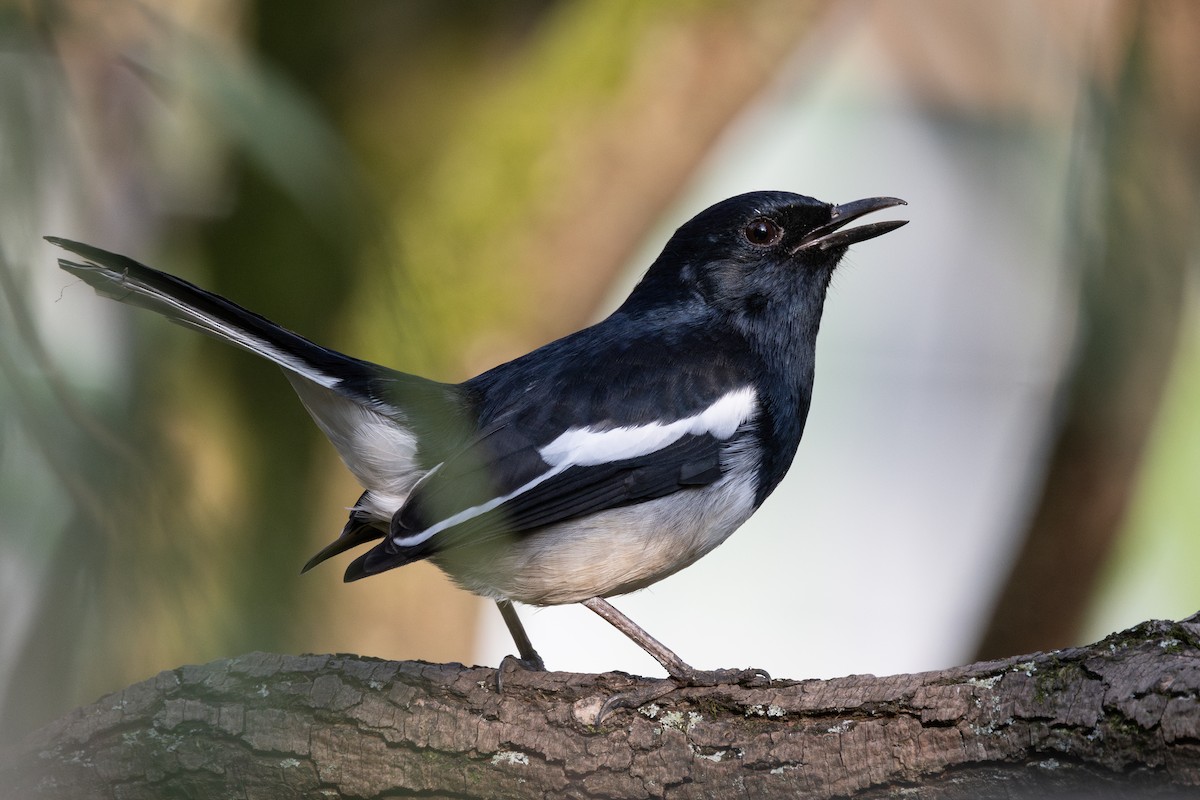 Oriental Magpie-Robin (Oriental) - ML646387632