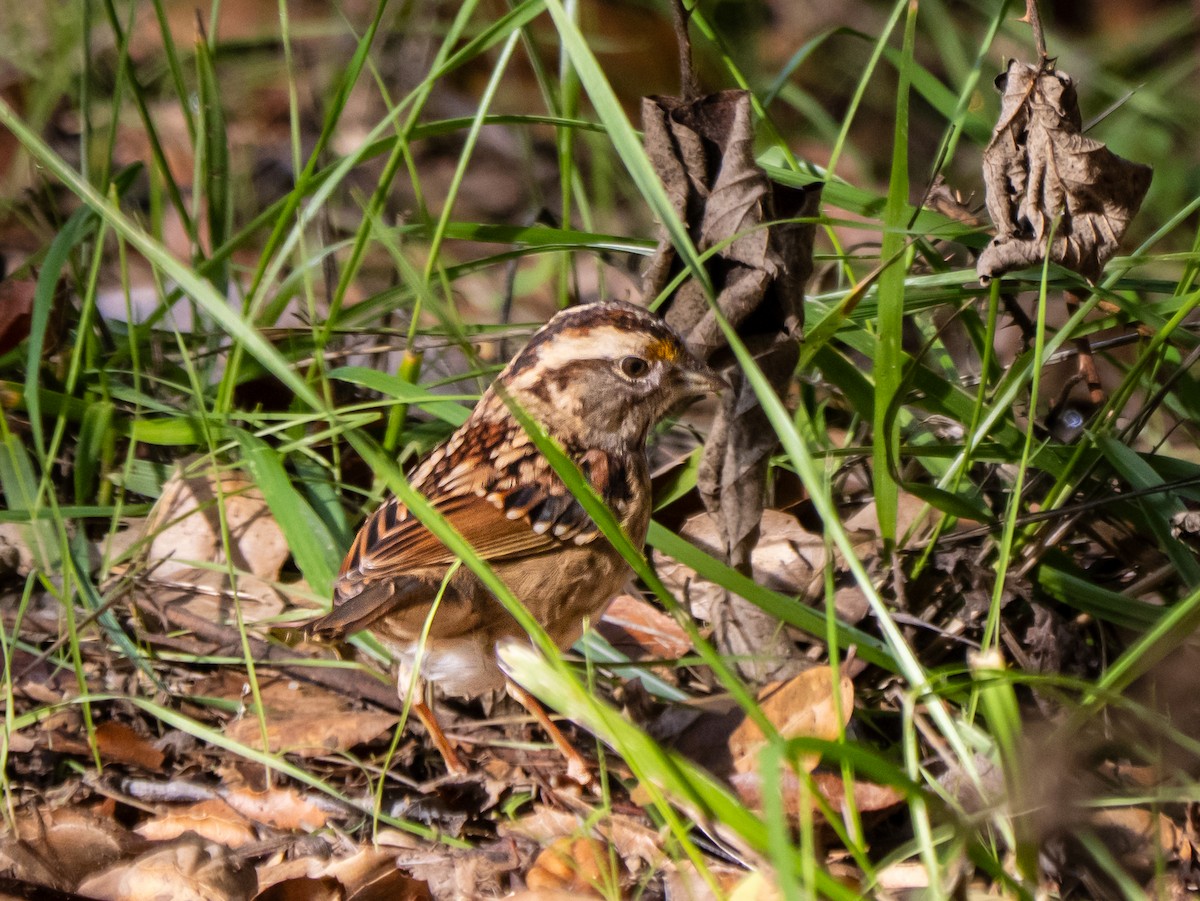 White-throated Sparrow - ML646387633