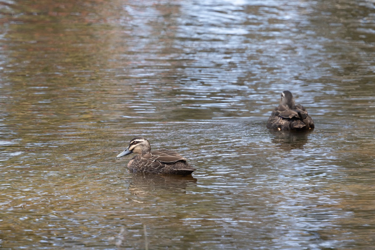 Pacific Black Duck - ML646387636