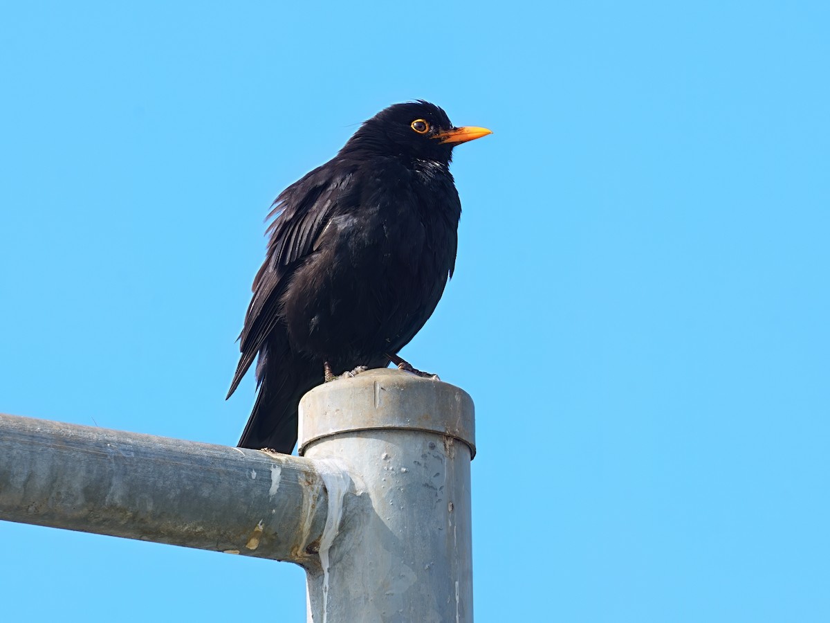 Eurasian Blackbird - ML646387637