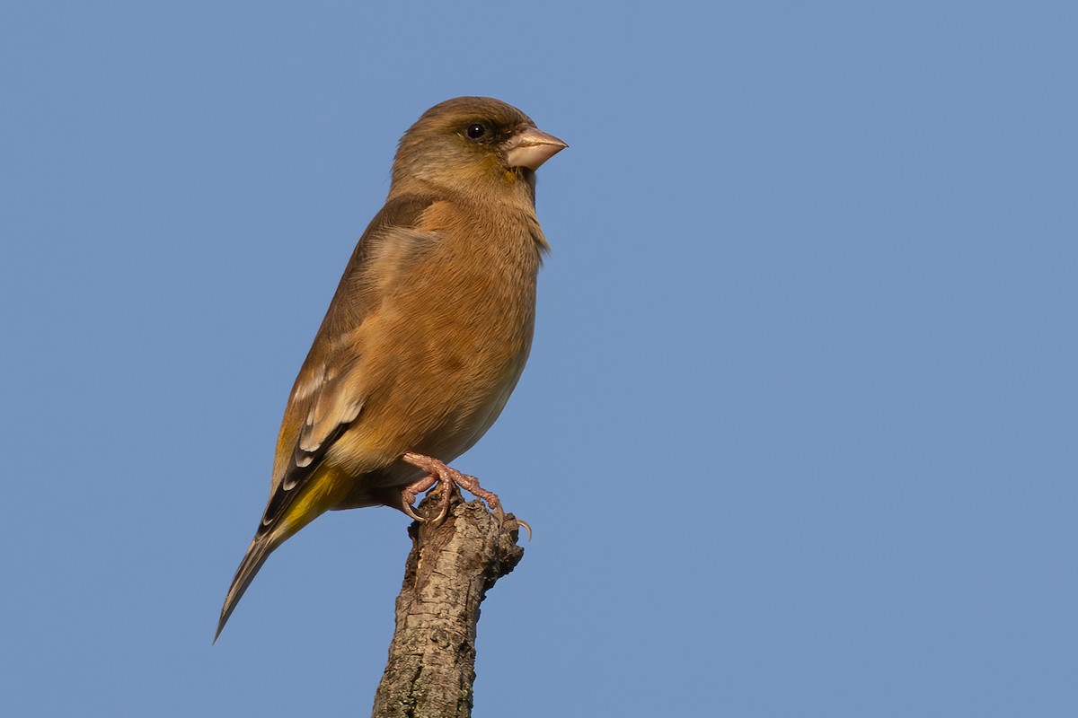 Oriental Greenfinch (Oriental) - ML646387638