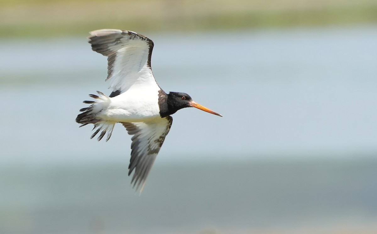 South Island Oystercatcher - ML646387639
