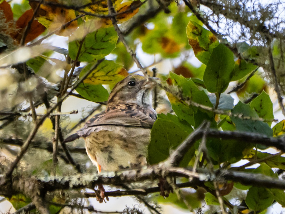 White-throated Sparrow - ML646387640