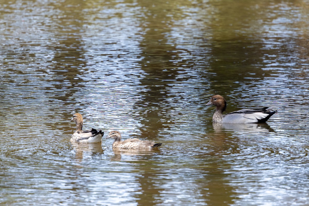 Maned Duck - ML646387641