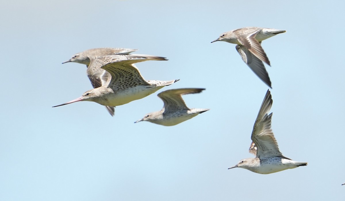 Red Knot - ML646387642