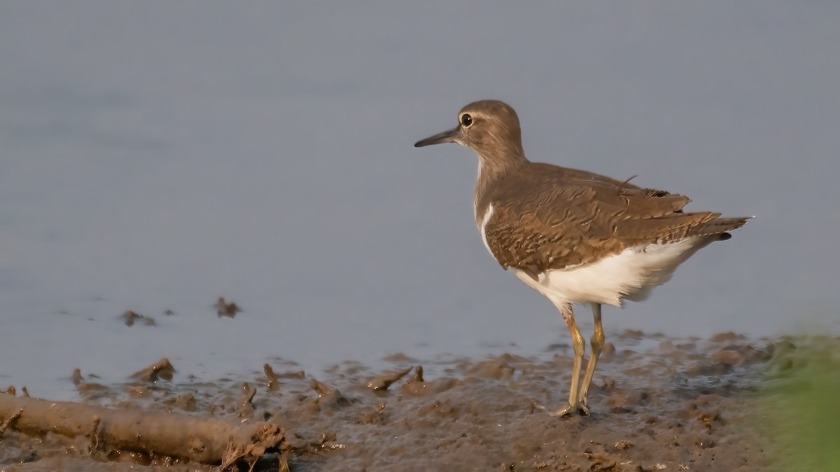 イソシギ - ML646387643