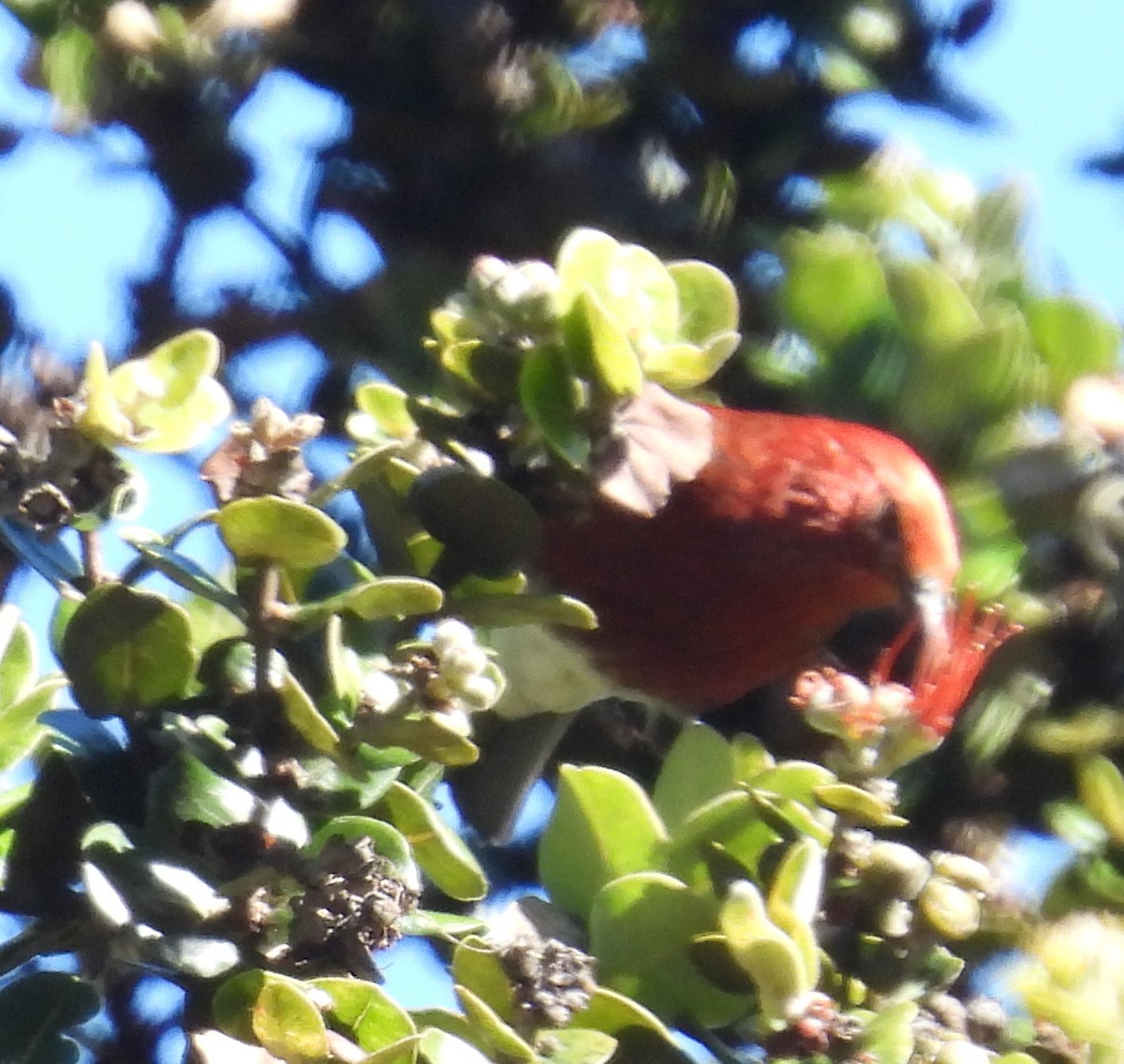 Apapane - ML646387645