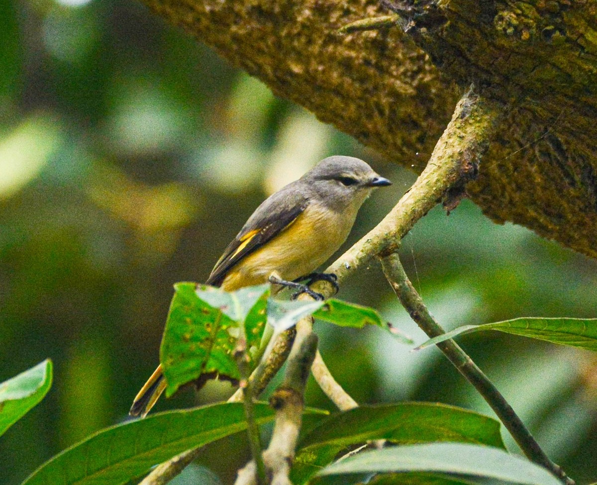 Small Minivet - ML646387646