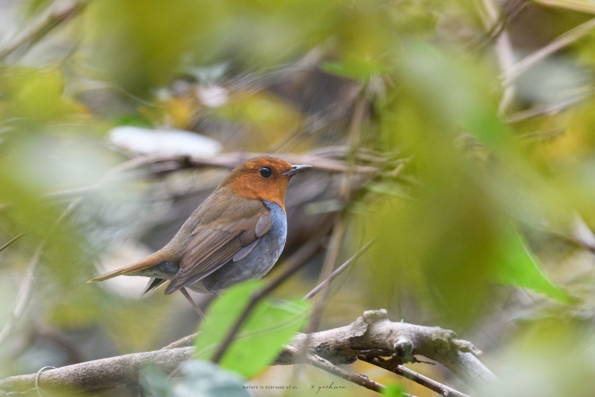Japanese Robin - ML646387647