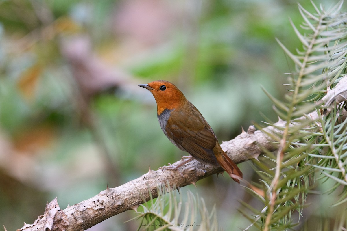 Japanese Robin - ML646387648