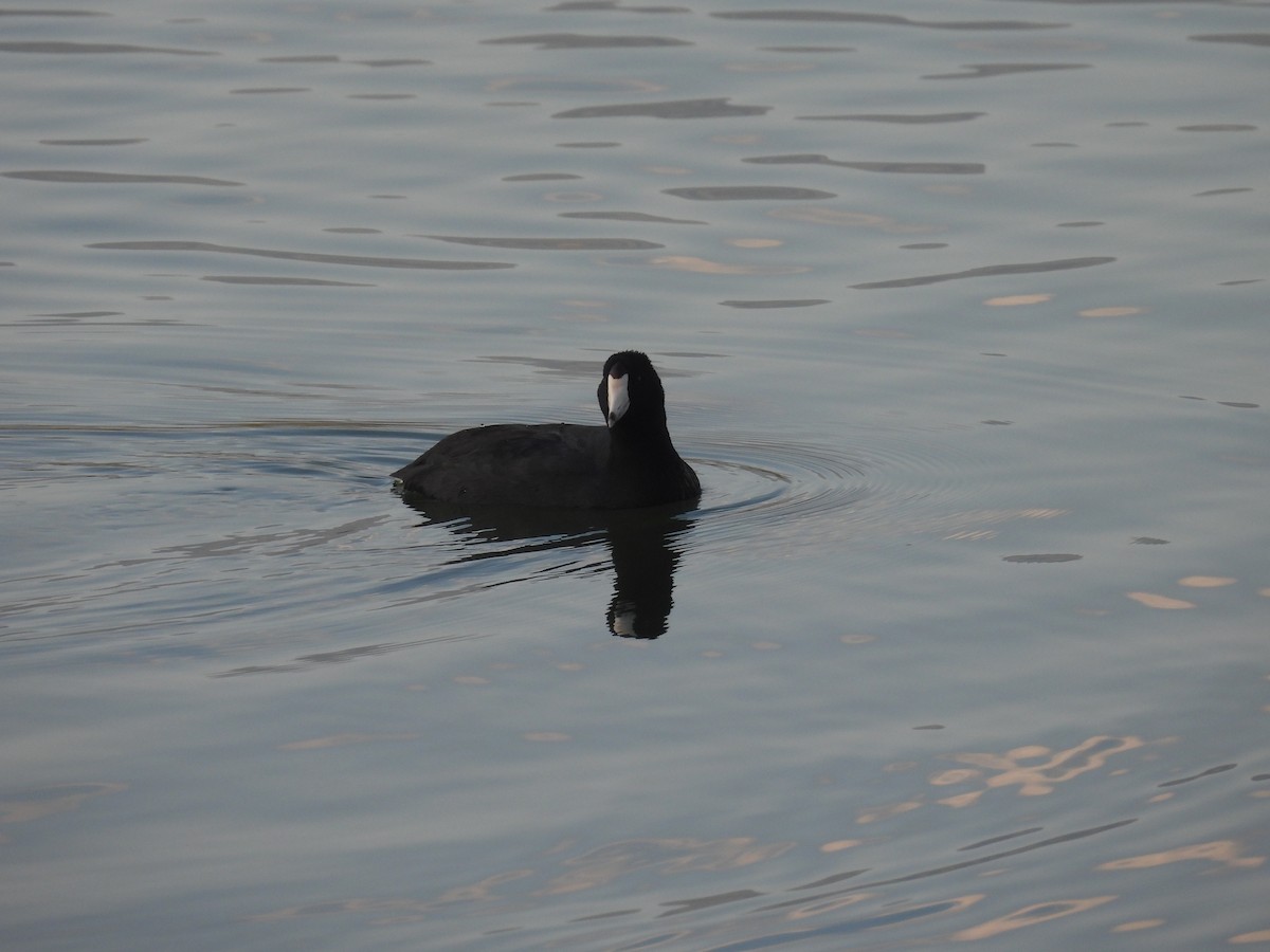 American Coot - ML646387650