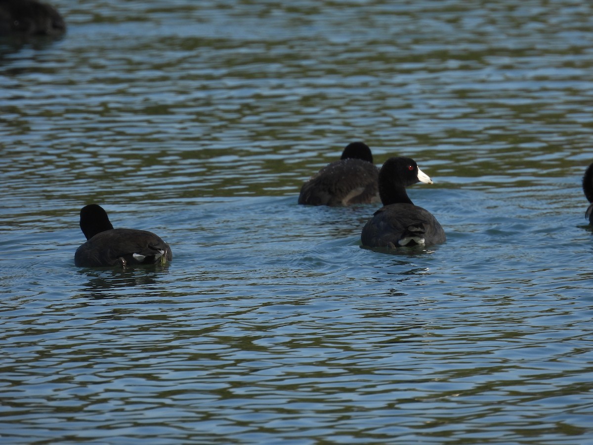 American Coot - ML646387651