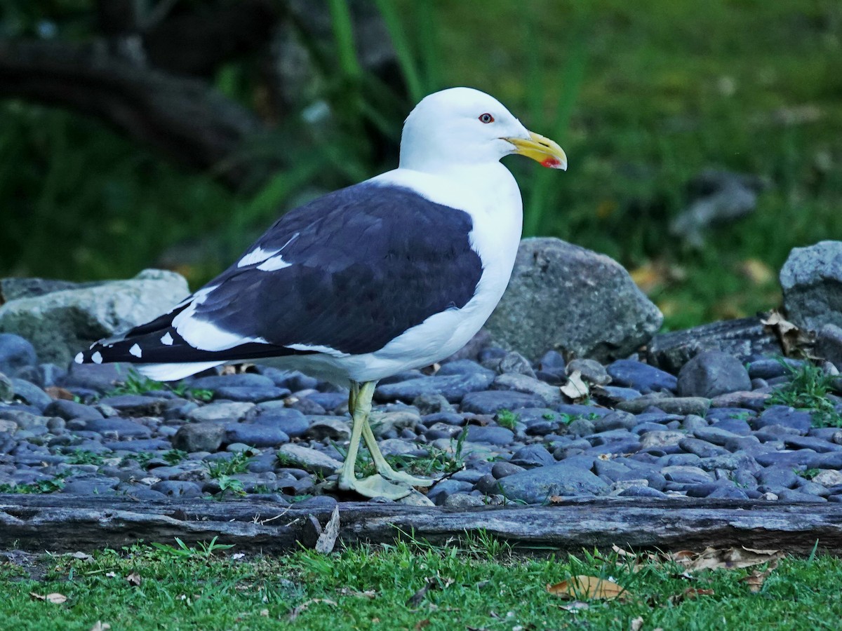 Kelp Gull - ML646387652