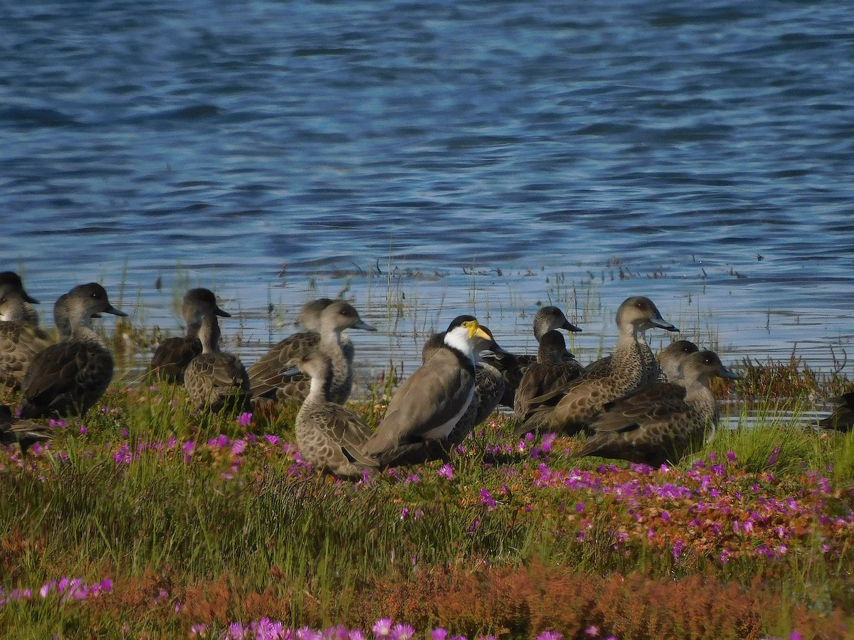 Masked Lapwing - ML646387653