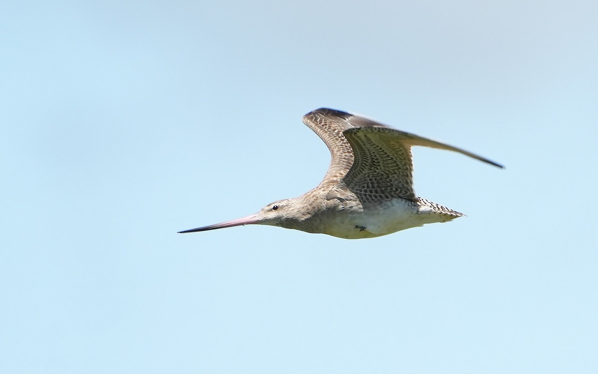 Bar-tailed Godwit - ML646387654