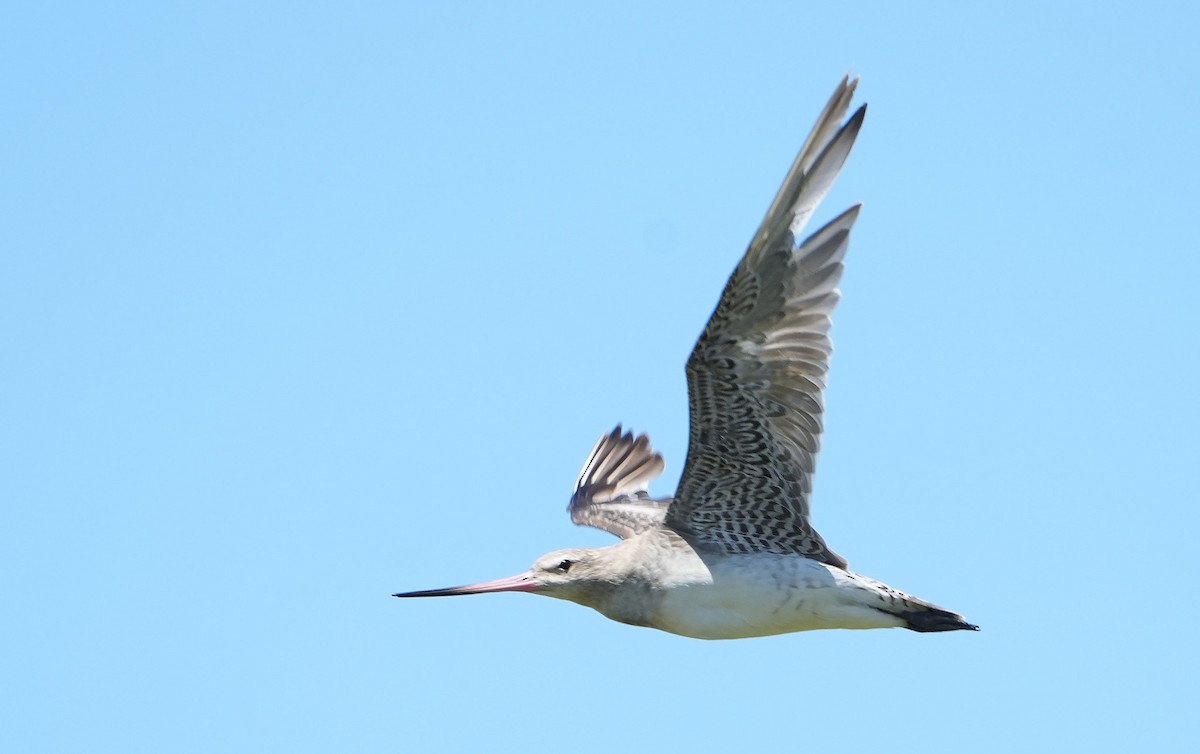 Bar-tailed Godwit - ML646387655