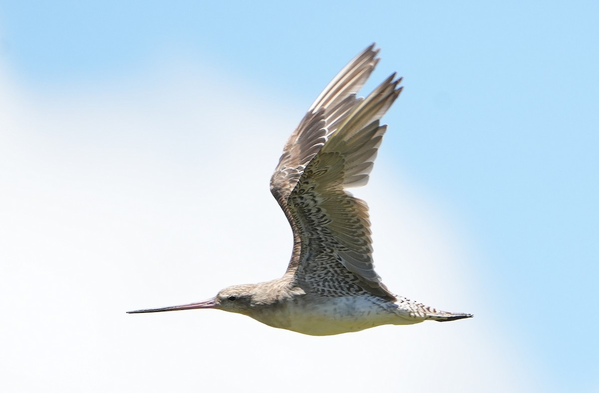 Bar-tailed Godwit - ML646387656