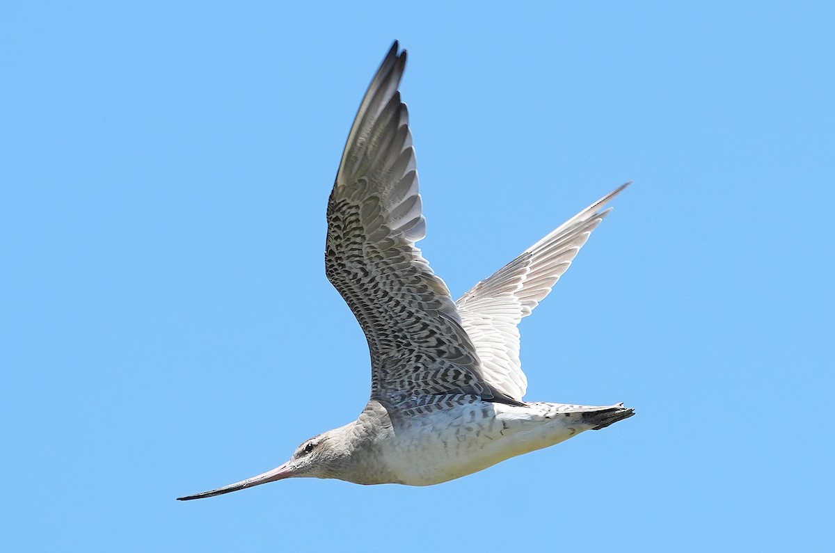Bar-tailed Godwit - ML646387657