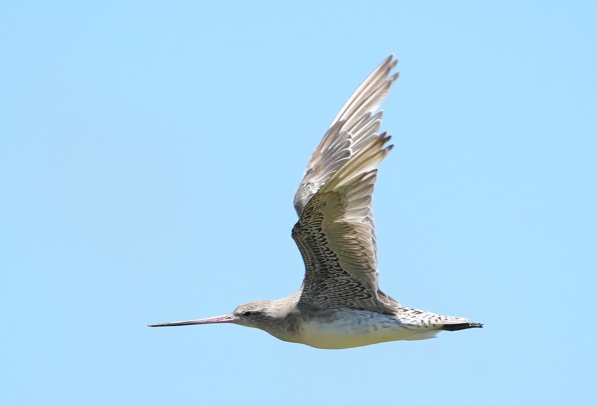 Bar-tailed Godwit - ML646387658
