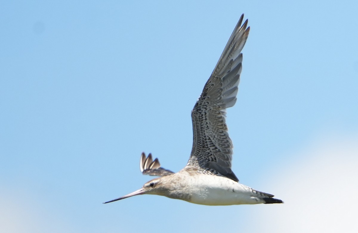 Bar-tailed Godwit - ML646387659